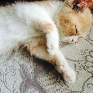 欧美性爱视频播放
